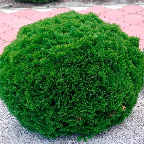 66cf150ae012a.webp